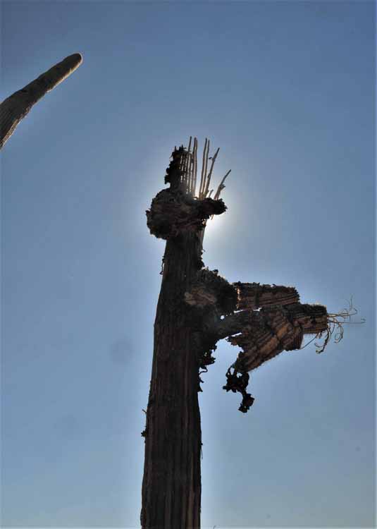saguaro skeleton